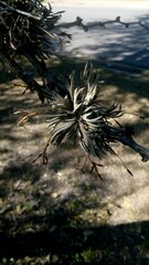Tillandsia capillaris
