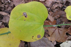 Smilax rotundifolia