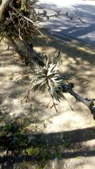 Tillandsia capillaris