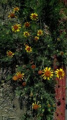 Gaillardia megapotamica