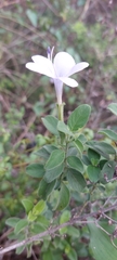 Barleria obtusa