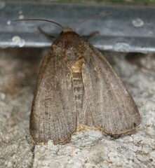 Abagrotis alternata