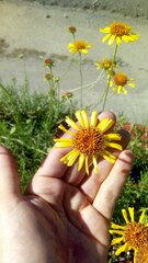 Gaillardia megapotamica