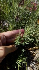 Gaillardia megapotamica