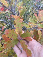 Quercus × undulata