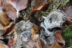 Craterellus cinereus