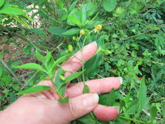 Aneilema aequinoctiale