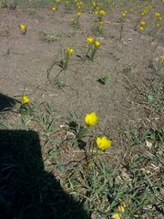 Zephyranthes filifolia