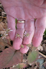 Eurybia divaricata