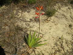 Watsonia coccinea