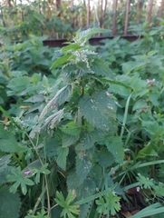 Urtica dioica