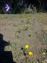 Zephyranthes filifolia