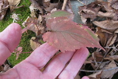 Eurybia divaricata