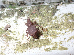 Curculionoidea