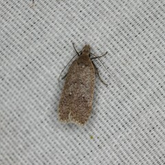 Dichomeris ventrellus