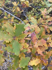 Quercus × undulata