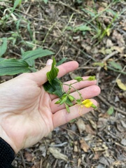 Aneilema aequinoctiale