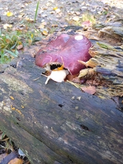 Russula atropurpurea