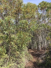 Acacia pycnantha