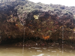 Pyura stolonifera