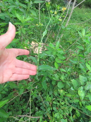 Aneilema aequinoctiale