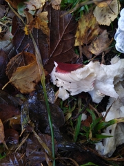 Russula atropurpurea