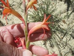 Watsonia coccinea