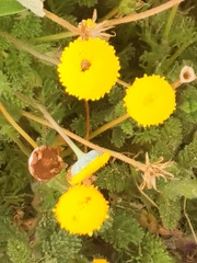 Cotula coronopifolia