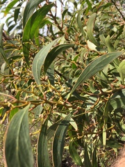 Acacia pycnantha