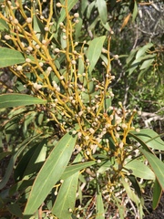 Acacia pycnantha