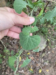 Cissampelos torulosa