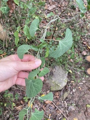 Cissampelos torulosa