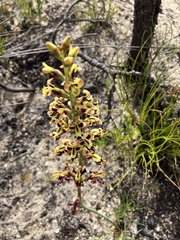 Tritoniopsis parviflora
