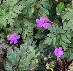 Geranium yeoi