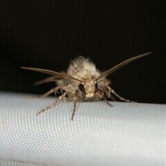 Agrotis gladiaria