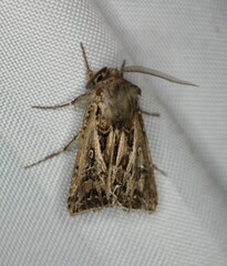 Agrotis gladiaria