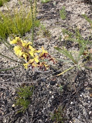 Tritoniopsis parviflora