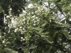 Leucaena esculenta