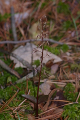 Neottia bifolia