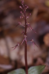 Neottia bifolia