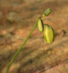 Albuca juncifolia