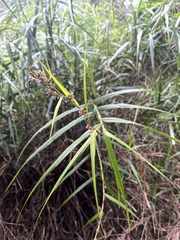 Scleria angusta