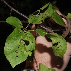 Eriophyes emarginatae