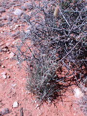 Fingerhuthia africana