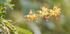 Oncidium