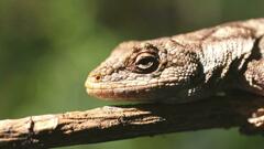 Urostrophus vautieri
