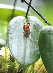 Pleurothallis matudana