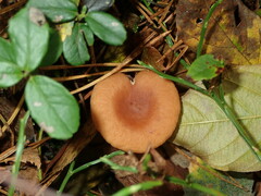 Lactarius