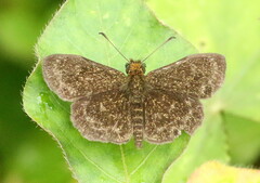 Carcharodini