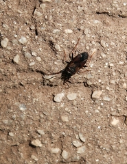Eremocoris fenestratus